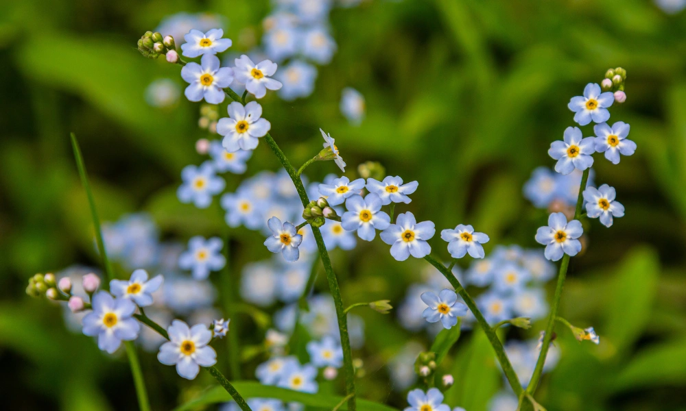 The "myosotis" flower also known as a "forget-me-not". The "myosotis" flower also known as a "forget-me-not".
