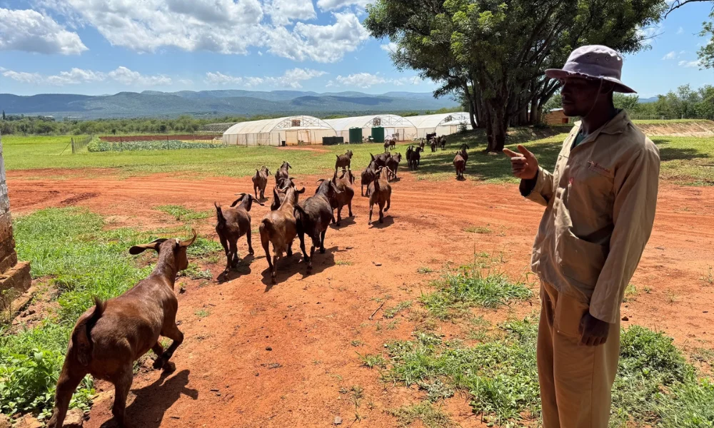 A man herding goats at the Blessman farm in Limpopo
