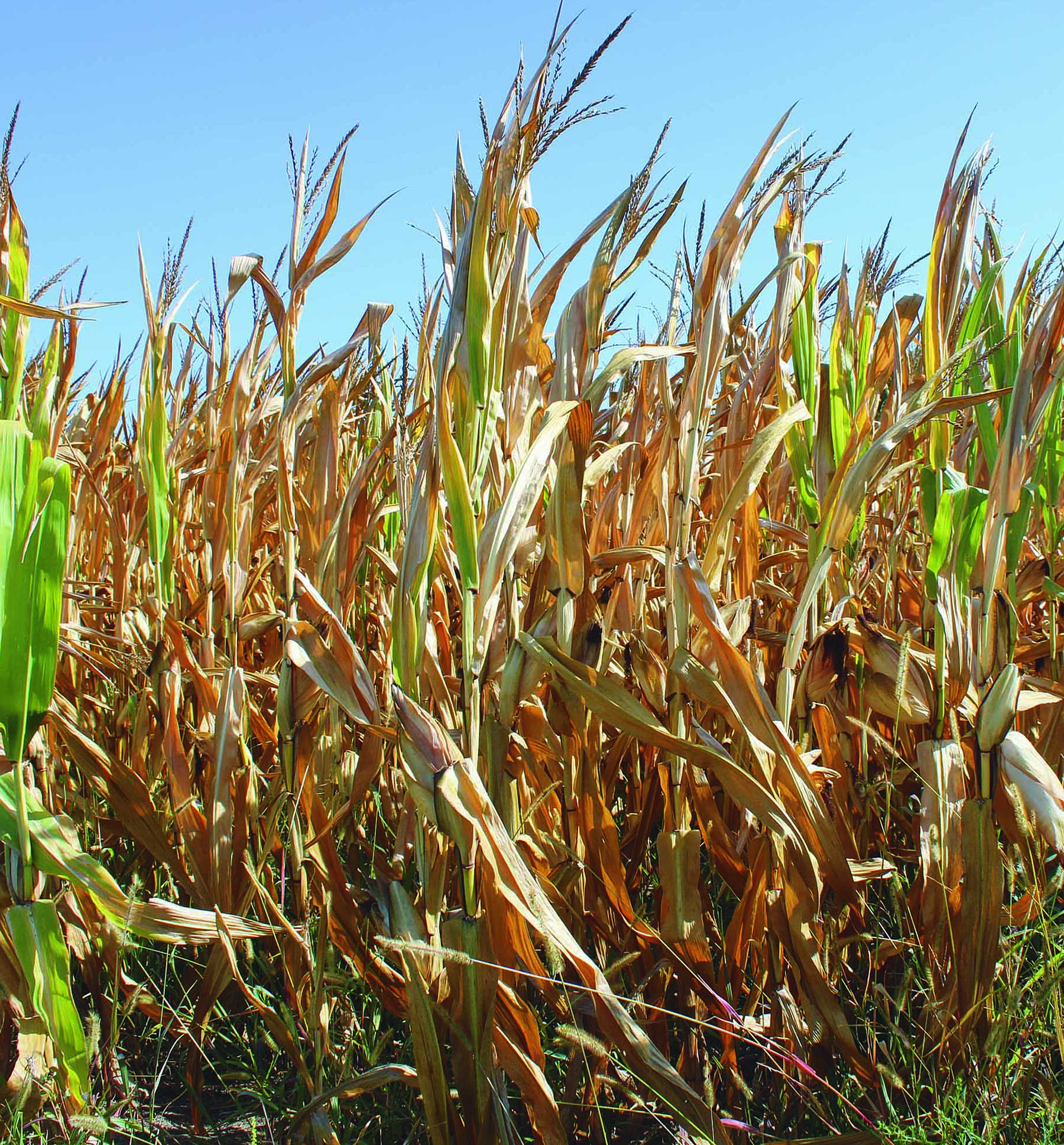 Storm damaged corn