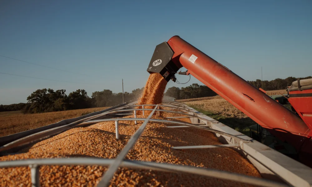 Stock photo of a combine dumping grain into a gravity b