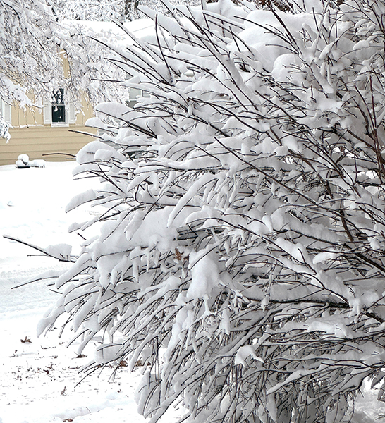 Snow on a bush